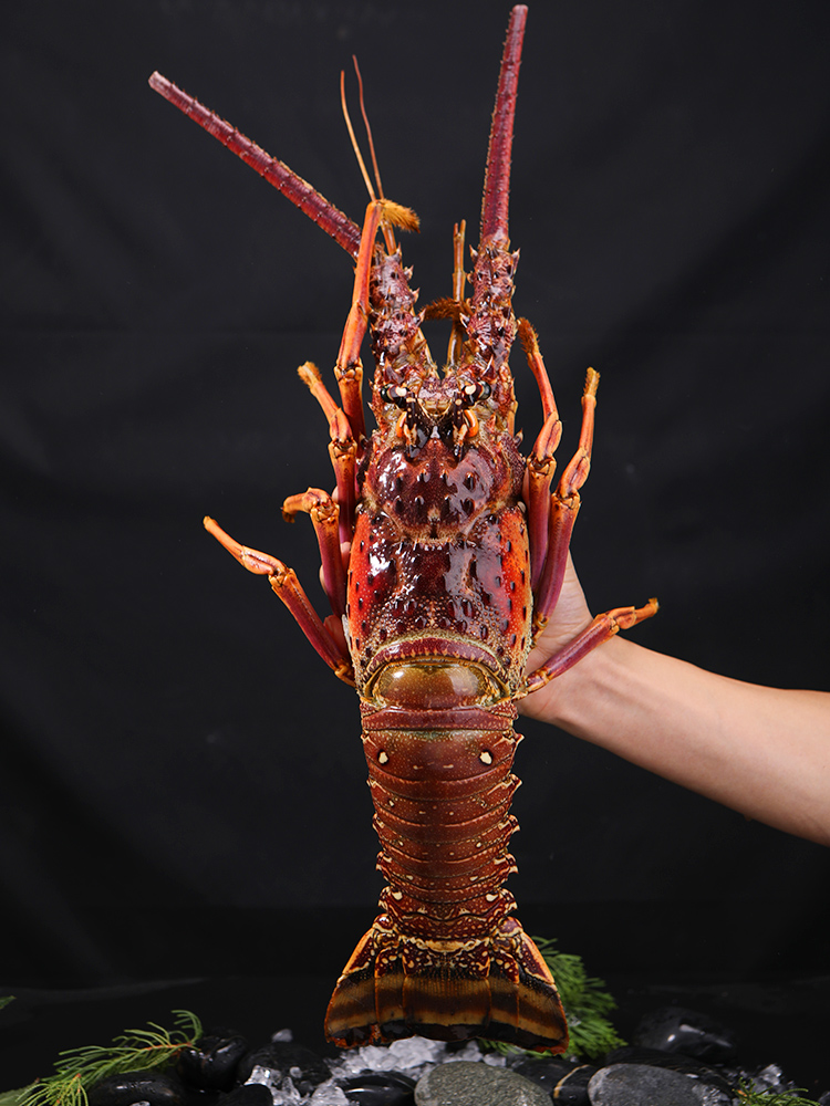 品味深海珍饈 百鮮薈古巴龍蝦、大花龍蝦、青澳龍冷凍海鮮禮盒，盡享年夜盛宴與送禮佳選